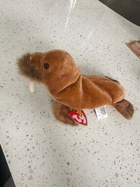 Ty Beanie Baby Paul the Walrus 1999 Retired Plush